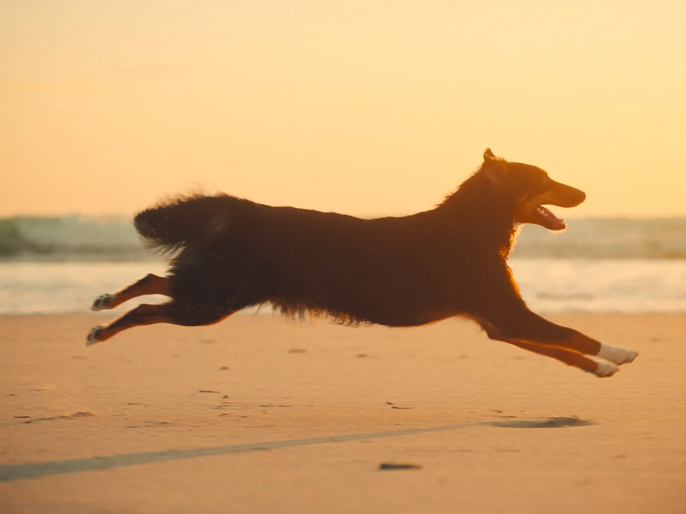 Dog leaping across the sand at sunset during a beach run