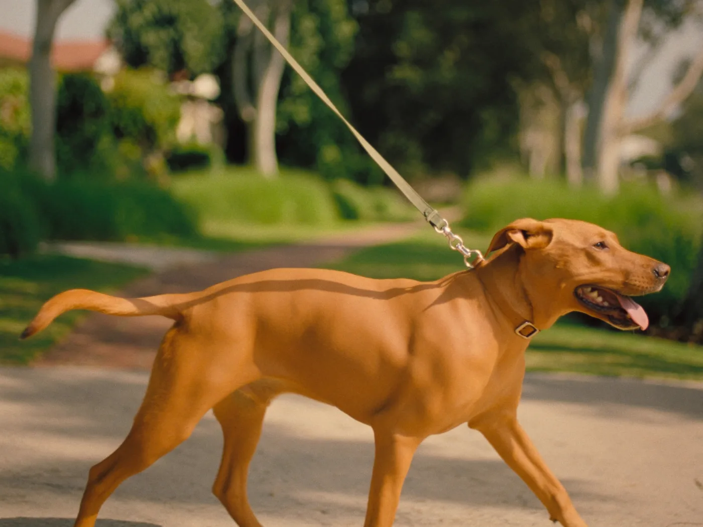 Dog trotting happily on a lead along a leafy suburban path