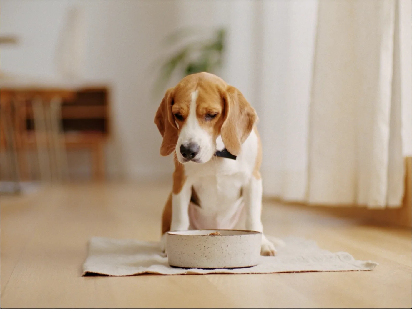 Beagle waiting by its food bowl in a bright, tidy living room